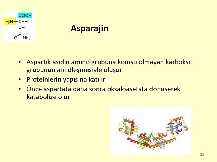 Asparajin • Aspartik asidin amino grubuna komşu olmayan karboksil grubunun amidleşmesiyle oluşur. • Proteinlerin