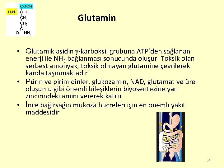 Glutamin • Glutamik asidin -karboksil grubuna ATP’den sağlanan enerji ile NH 3 bağlanması sonucunda