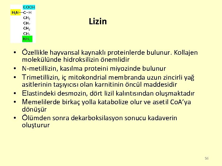 Lizin • Özellikle hayvansal kaynaklı proteinlerde bulunur. Kollajen molekülünde hidroksilizin önemlidir • N-metillizin, kasılma