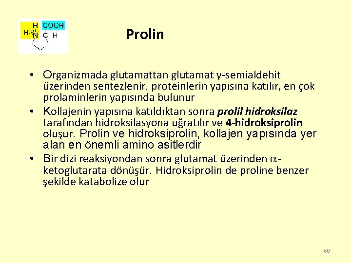 Prolin • Organizmada glutamattan glutamat γ-semialdehit üzerinden sentezlenir. proteinlerin yapısına katılır, en çok prolaminlerin