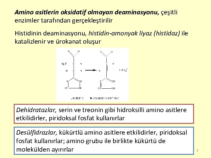 Amino asitlerin oksidatif olmayan deaminasyonu, çeşitli enzimler tarafından gerçekleştirilir Histidinin deaminasyonu, histidin-amonyak liyaz (histidaz)