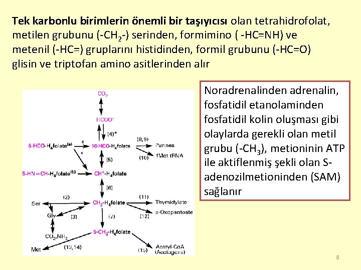 Tek karbonlu birimlerin önemli bir taşıyıcısı olan tetrahidrofolat, metilen grubunu (-CH 2 -) serinden,