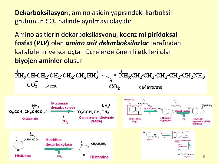 Dekarboksilasyon, amino asidin yapısındaki karboksil grubunun CO 2 halinde ayrılması olayıdır Amino asitlerin dekarboksilasyonu,