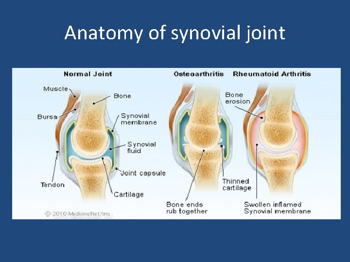 Anatomy of synovial joint 