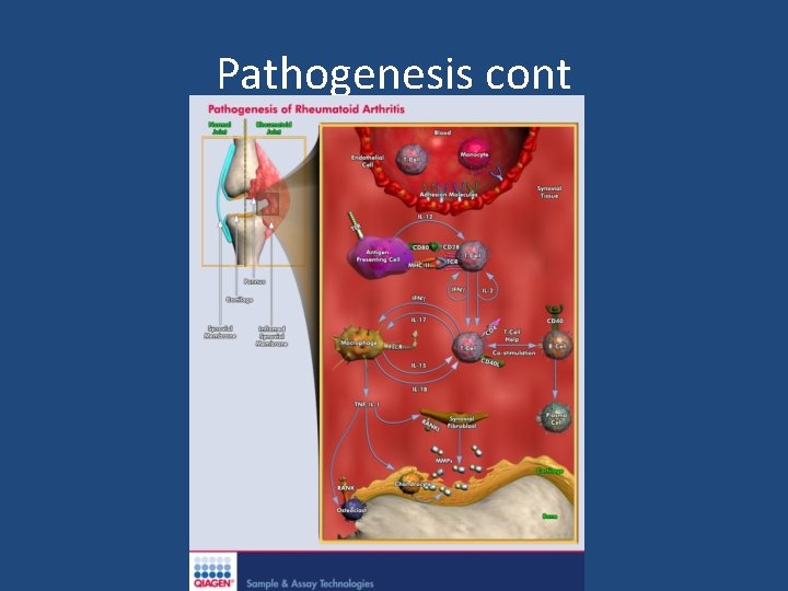 Pathogenesis cont 