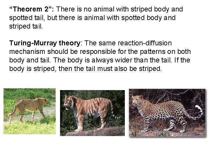 “Theorem 2”: There is no animal with striped body and spotted tail, but there “Theorem 2”: There is no animal with striped body and spotted tail, but there