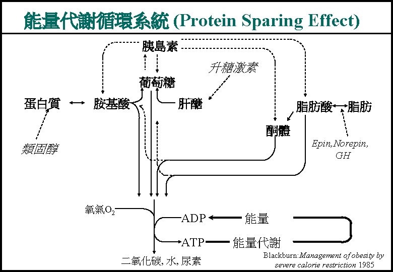 能量代謝循環系統 (Protein Sparing Effect) 胰島素 升糖激素 葡萄糖 蛋白質 胺基酸 肝醣 脂肪酸 脂肪 酮體 Epin,