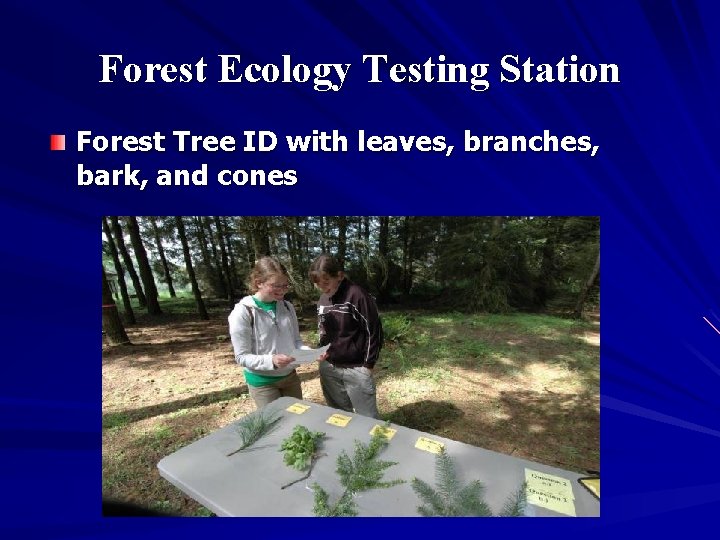 Forest Ecology Testing Station Forest Tree ID with leaves, branches, bark, and cones 