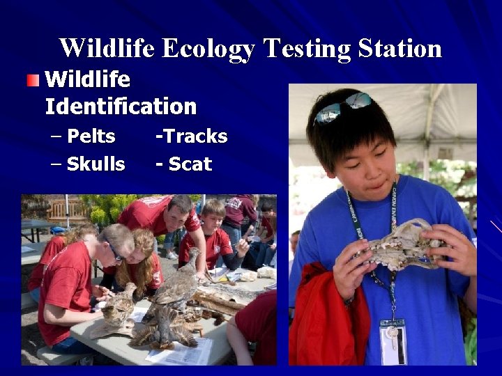 Wildlife Ecology Testing Station Wildlife Identification – Pelts – Skulls -Tracks - Scat 