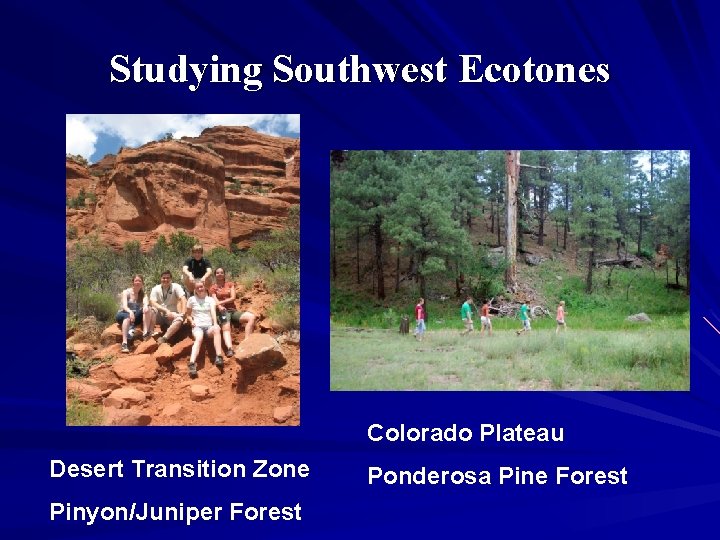 Studying Southwest Ecotones Colorado Plateau Desert Transition Zone Pinyon/Juniper Forest Ponderosa Pine Forest 