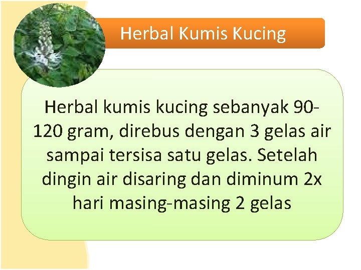 Herbal Kumis Kucing Herbal kumis kucing sebanyak 90120 gram, direbus dengan 3 gelas air