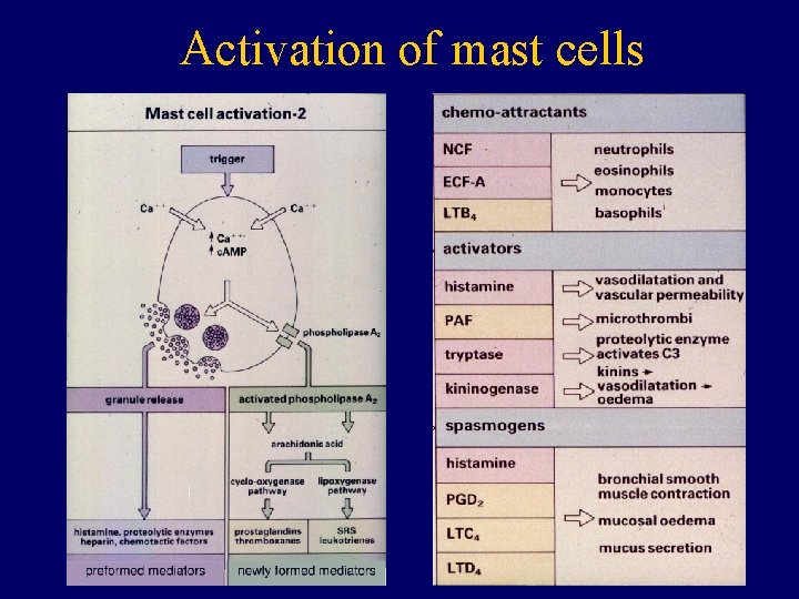 Activation of mast cells 