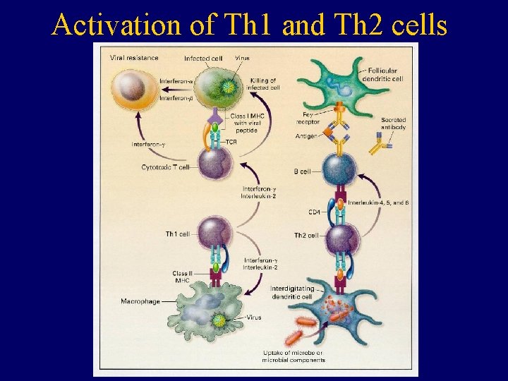 Activation of Th 1 and Th 2 cells 