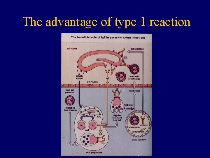 The advantage of type 1 reaction 