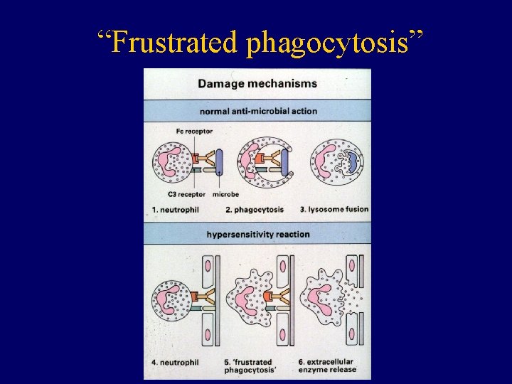 “Frustrated phagocytosis” 