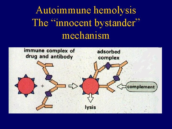 Autoimmune hemolysis The “innocent bystander” mechanism 