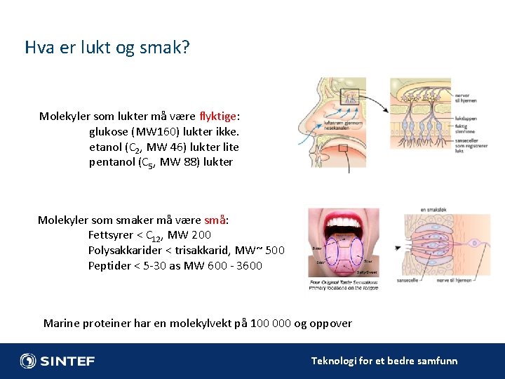 Hva er lukt og smak? Molekyler som lukter må være flyktige: glukose (MW 160) Hva er lukt og smak? Molekyler som lukter må være flyktige: glukose (MW 160)