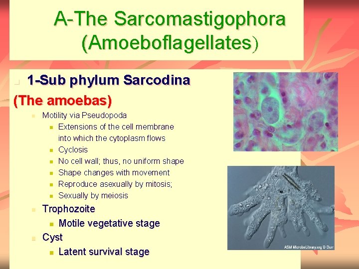 A-The Sarcomastigophora (Amoeboflagellates) 1 -Sub phylum Sarcodina (The amoebas) n n Motility via Pseudopoda
