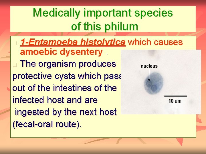Medically important species of this philum 1 -Entamoeba histolytica which causes amoebic dysentery. n