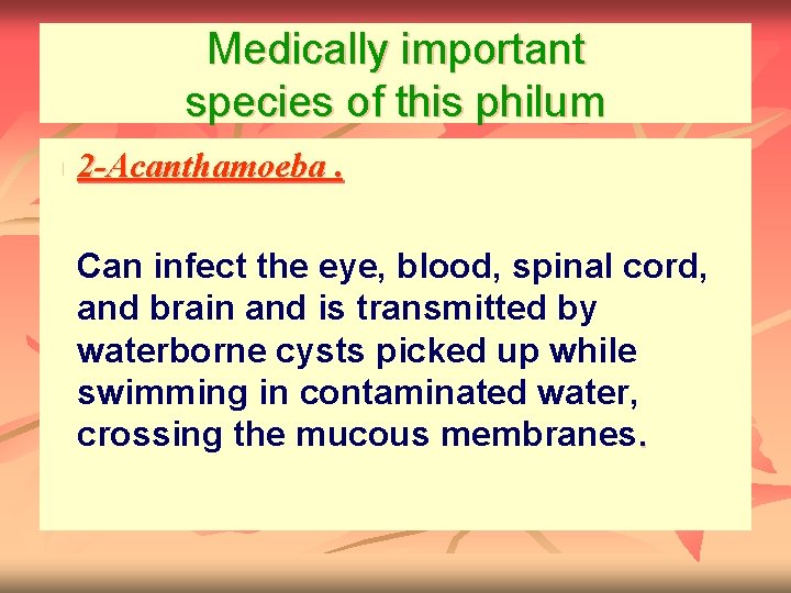 Medically important species of this philum n 2 -Acanthamoeba. Can infect the eye, blood,