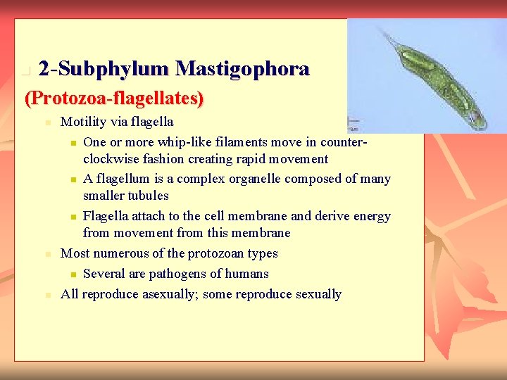 n 2 -Subphylum Mastigophora (Protozoa-flagellates) n n n Motility via flagella n One or