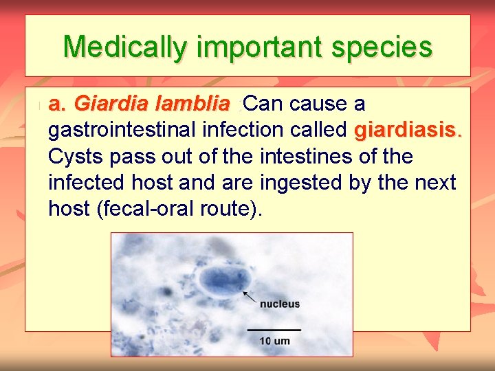 Medically important species n a. Giardia lamblia : Can cause a : gastrointestinal infection