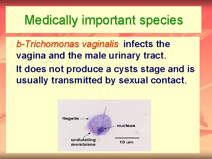 Medically important species n b-Trichomonas vaginalis infects the vagina and the male urinary tract.