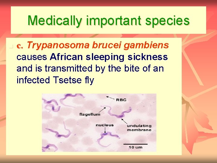 Medically important species n c. Trypanosoma brucei gambiens causes African sleeping sickness and is