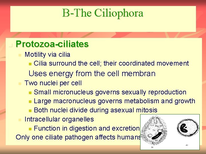 B-The Ciliophora n Protozoa-ciliates n Motility via cilia n Cilia surround the cell; their
