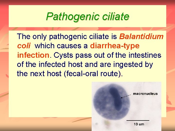 Pathogenic ciliate n The only pathogenic ciliate is Balantidium coli which causes a diarrhea-type