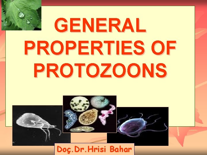 GENERAL PROPERTIES OF PROTOZOONS Doç. Dr. Hrisi Bahar 
