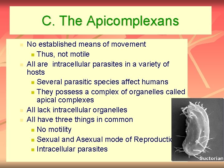 C. The Apicomplexans n n No established means of movement n Thus, not motile
