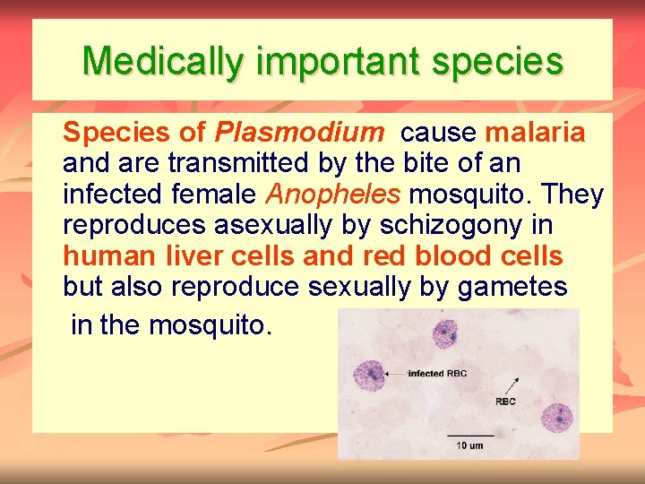 Medically important species n Species of Plasmodium. cause malaria and are transmitted by the
