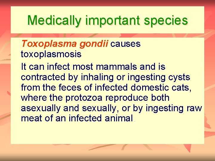 Medically important species n n Toxoplasma gondii causes toxoplasmosis It can infect most mammals