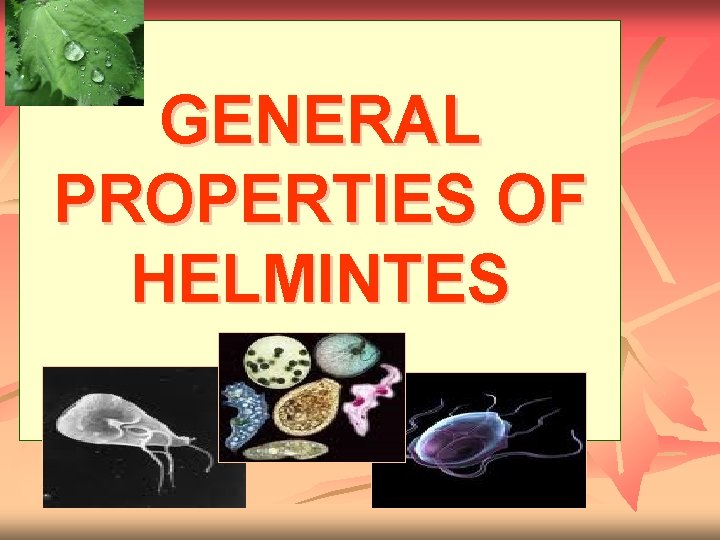 GENERAL PROPERTIES OF HELMINTES 