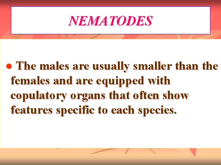 NEMATODES ● The males are usually smaller than the females and are equipped with