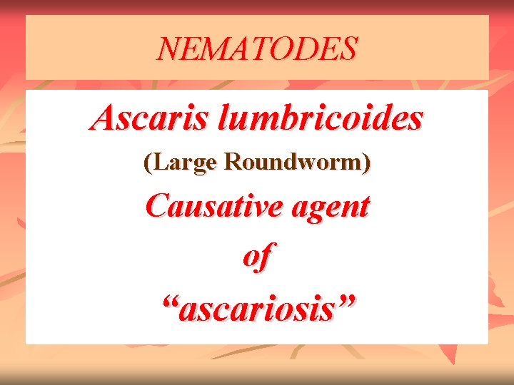 NEMATODES Ascaris lumbricoides (Large Roundworm) Causative agent of “ascariosis” 