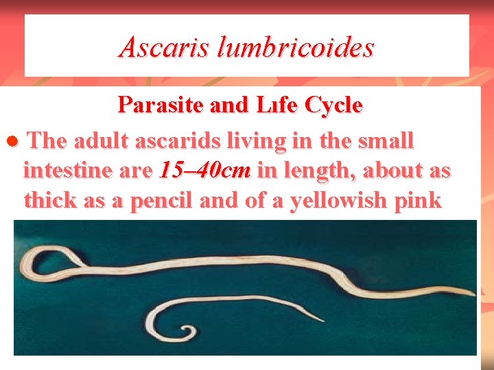 Ascaris lumbricoides Parasite and Lıfe Cycle ● The adult ascarids living in the small