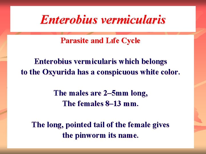 Enterobius vermicularis Parasite and Lıfe Cycle Enterobius vermicularis which belongs to the Oxyurida has