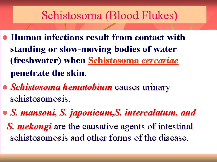 Schistosoma (Blood Flukes) ● Human infections result from contact with standing or slow-moving bodies