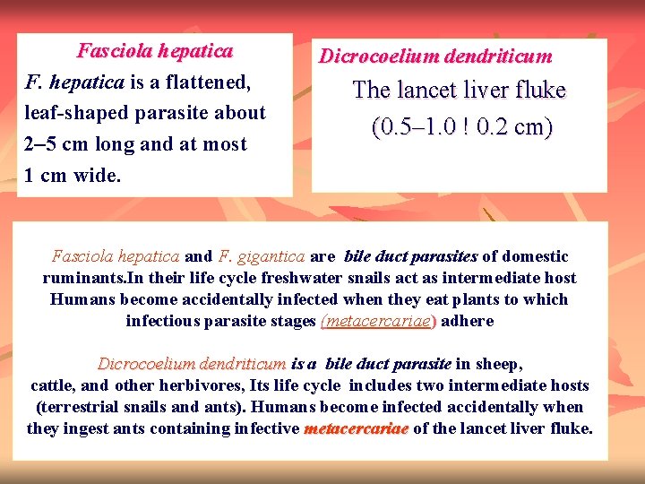 Fasciola hepatica F. hepatica is a flattened, leaf-shaped parasite about 2– 5 cm long