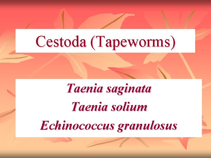 Cestoda (Tapeworms) Taenia saginata Taenia solium Echinococcus granulosus 