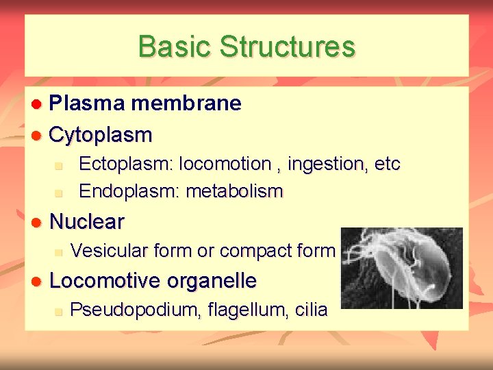 Basic Structures ● Plasma membrane ● Cytoplasm n n Ectoplasm: locomotion , ingestion, etc