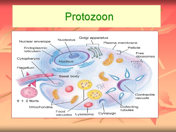 Protozoon 