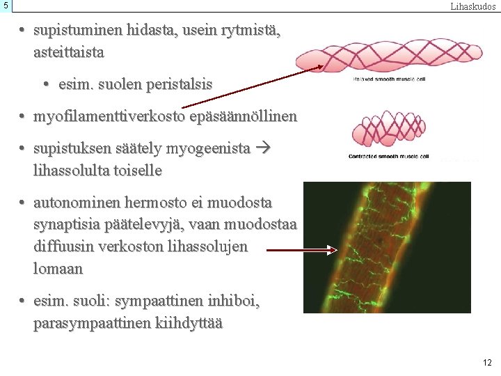 5 Lihaskudos • supistuminen hidasta, usein rytmistä, asteittaista • esim. suolen peristalsis • myofilamenttiverkosto