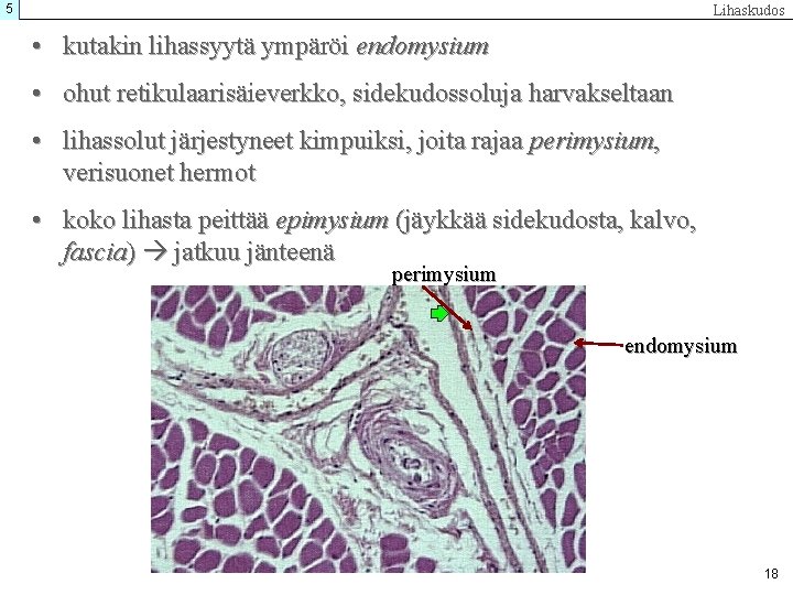 5 Lihaskudos • kutakin lihassyytä ympäröi endomysium • ohut retikulaarisäieverkko, sidekudossoluja harvakseltaan • lihassolut