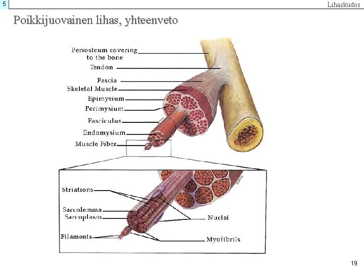 5 Lihaskudos Poikkijuovainen lihas, yhteenveto 19 