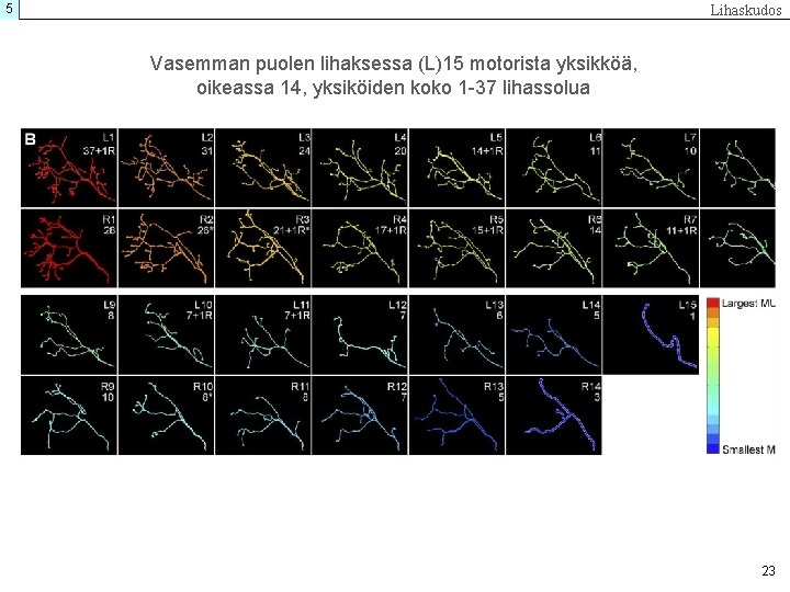 5 Lihaskudos Vasemman puolen lihaksessa (L)15 motorista yksikköä, oikeassa 14, yksiköiden koko 1 -37