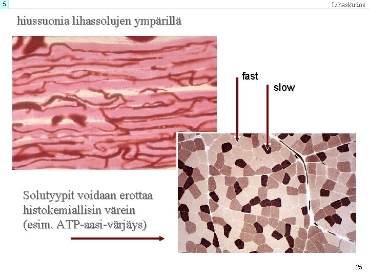 5 Lihaskudos hiussuonia lihassolujen ympärillä fast slow Solutyypit voidaan erottaa histokemiallisin värein (esim. ATP-aasi-värjäys)
