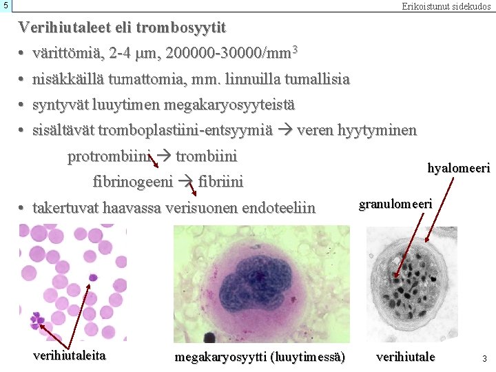 5 Erikoistunut sidekudos Verihiutaleet eli trombosyytit • värittömiä, 2 -4 µm, 200000 -30000/mm 3